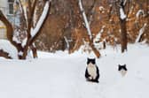 RSPCA has issued advice to pet owners on how to keep animals safe in the cold weather.