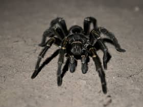 Arachnaphobes can face their fears with London Zoo’s Friendly Spider Programme