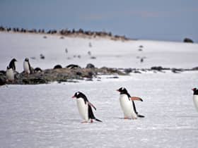 Part of the job is to count the nearby Gentoo penguin colony.