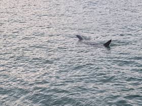 Huge shark spotted off coast of St Ives in Cornwall: Footage captures basking shark ‘longer than some boats’
