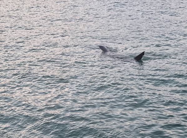 Huge shark spotted off coast of St Ives in Cornwall: Footage captures basking shark ‘longer than some boats’