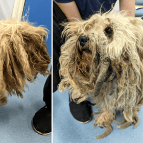 A dog has received the ultimate transformation after the RSPCA stepped in to help