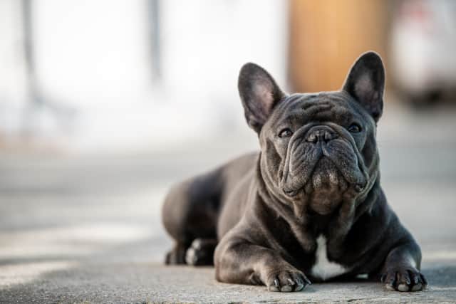 Most stolen outlet dog breed