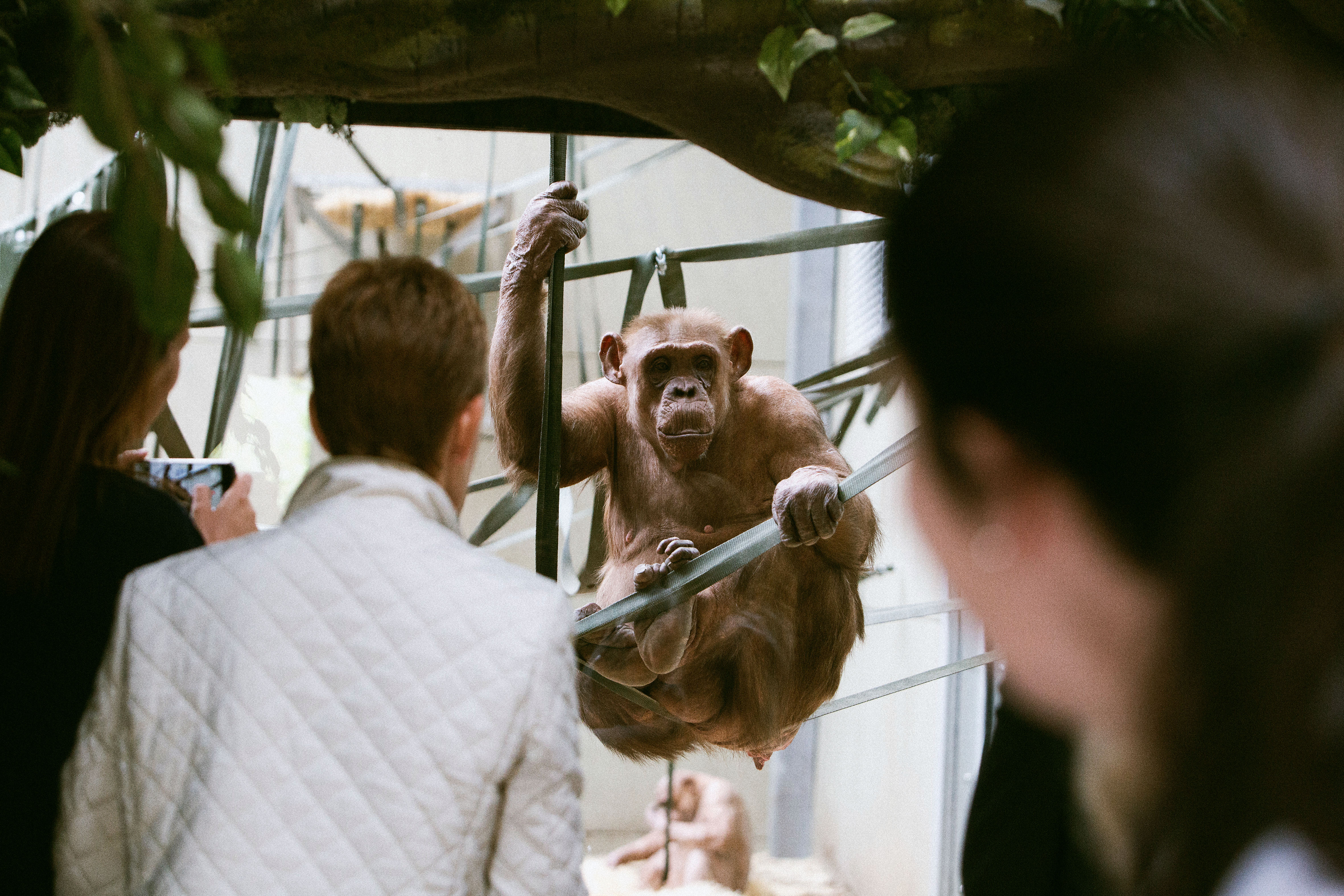 Europe’s oldest chimp: UK-based Coco, who has 19 grandchildren and 3 great-grandchildren turns 58