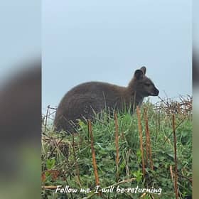 Wallaby spotted by locals in Devon 