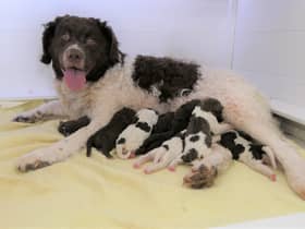 A family in Dorchester has seen the birth of an extremely rare litter of Wetterhoun puppies.