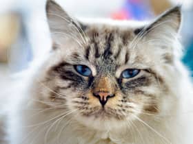 Ragamuffin cat is the most expensive pet to insure