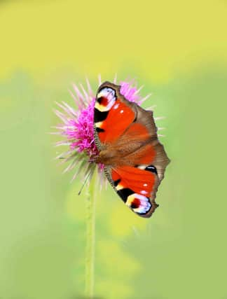 Heatwave and drought could put butterflies in trouble