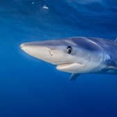 Blue shark swims near the surface (photo: tswinner)