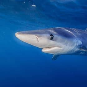 Blue shark swims near the surface (photo: tswinner)