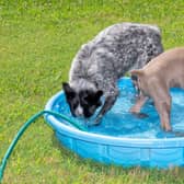 A paddling pool for dogs to play in (photo: Adobe)