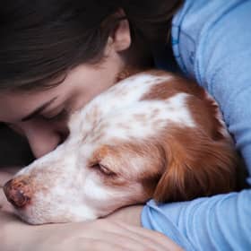 Our pets can  be affected by stress and anxiety (photo: Adobe)