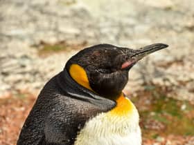 Spike the penguin crowned best in the world - who is the celebrity penguin with over 17k followers?