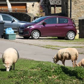 Residents claim the sheep are invading their properties