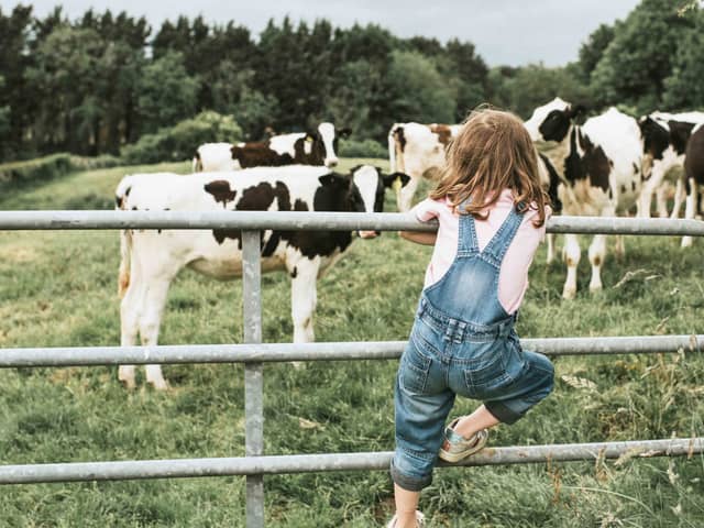 Farm animals should be treated like humans (photo: Catherine Falls Commercial)