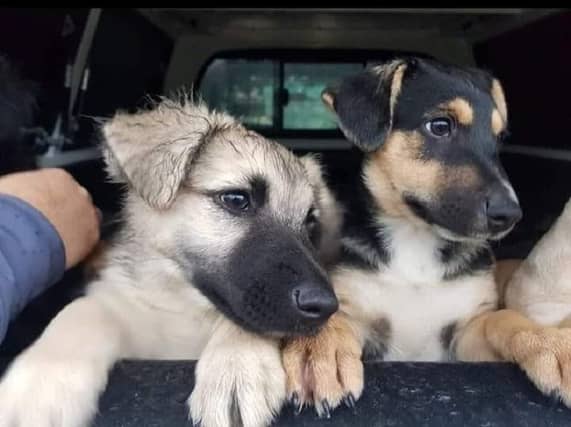 A growing surge in abandoned puppies