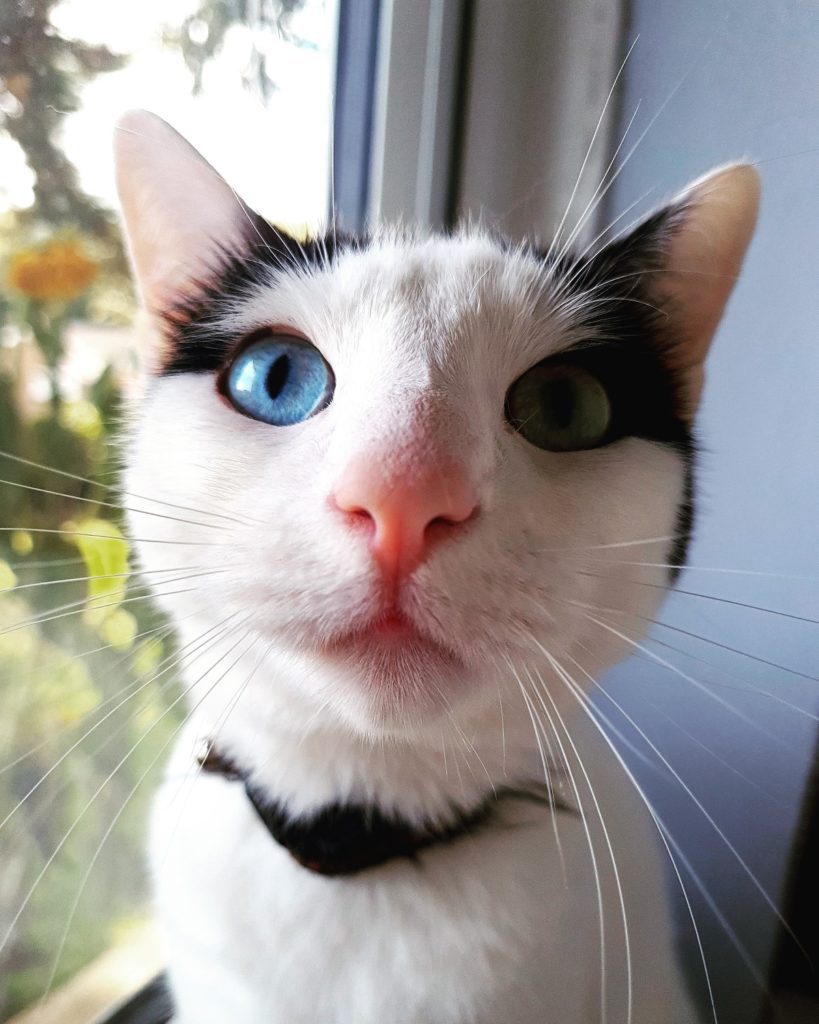 Pdsa neutering sale