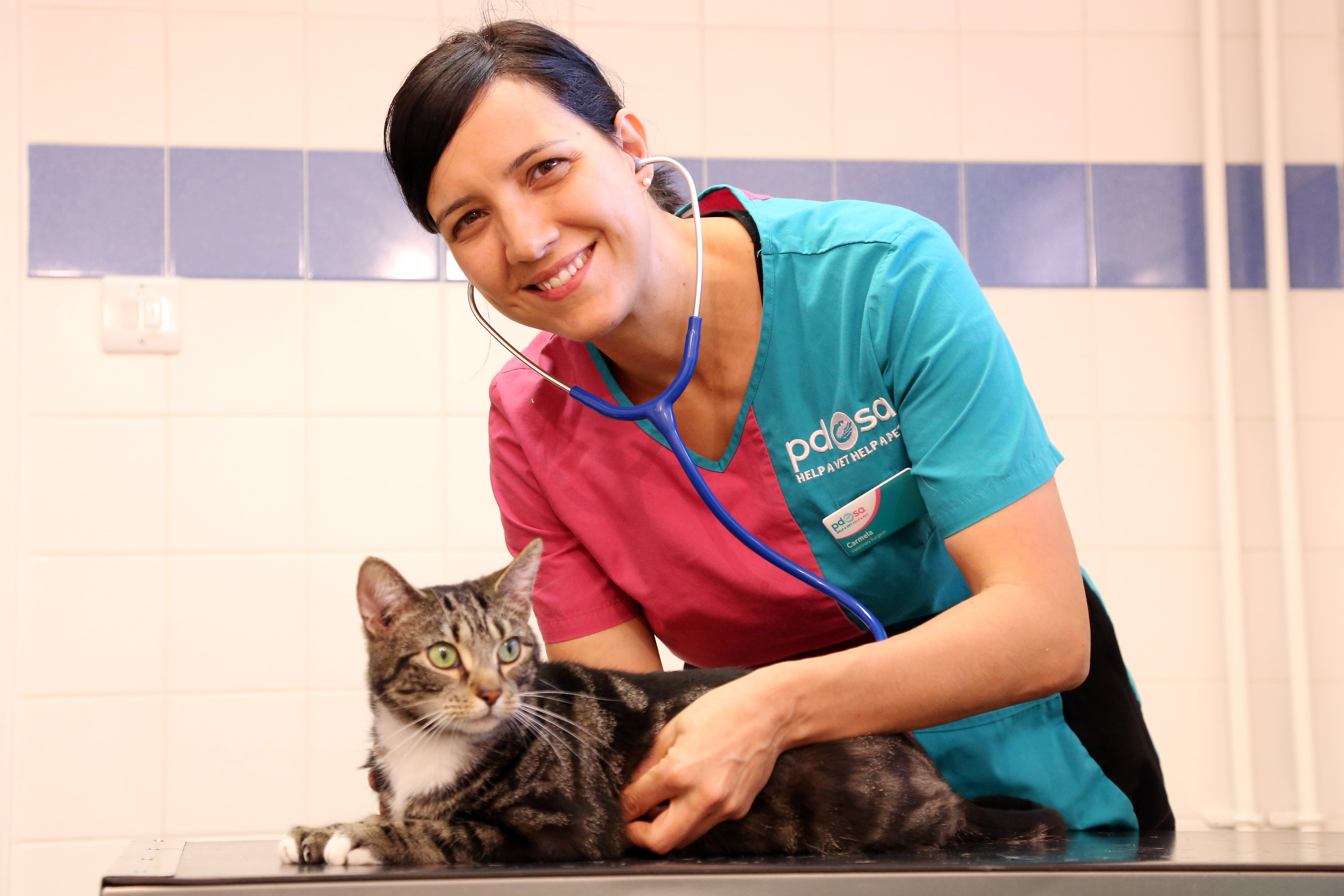 Pdsa neutering sale