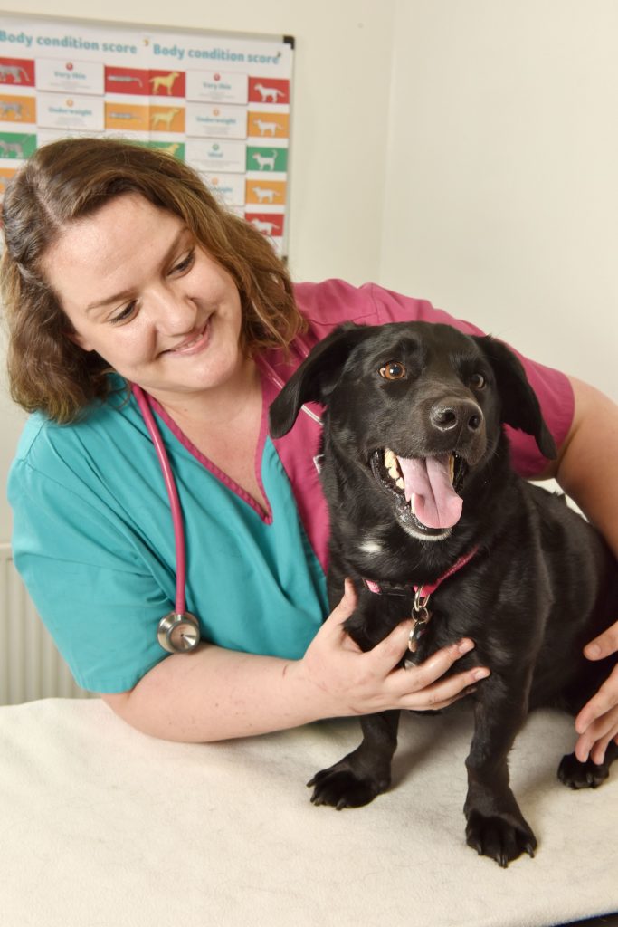 Pdsa dog discount neutering