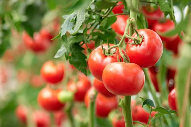 Tomatoes are good for smaller gardens and even balconies (photo: DenisProduction.com - stock.adobe.com)