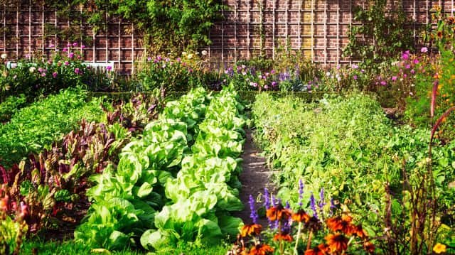 Grow your own for sustainability (photo: adobe.com)