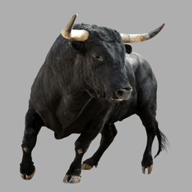 The bull caused chaos at the rugby league match