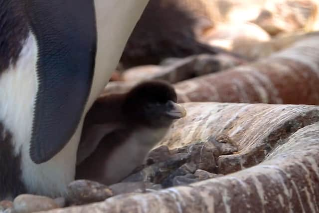 Rare penguin chick hatched at Edinburgh Zoo