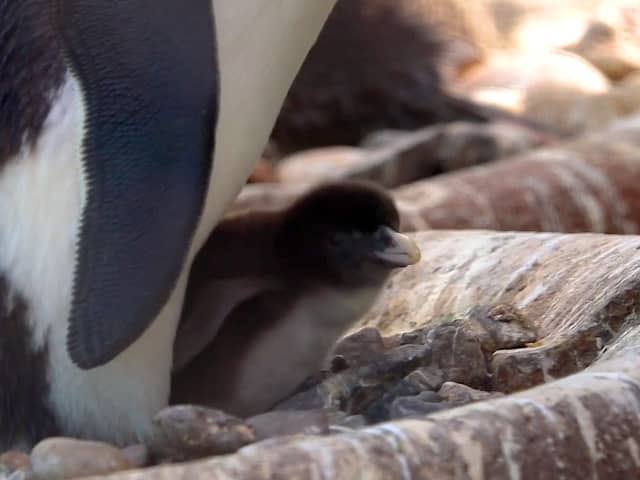 Rare penguin chick hatched at Edinburgh Zoo
