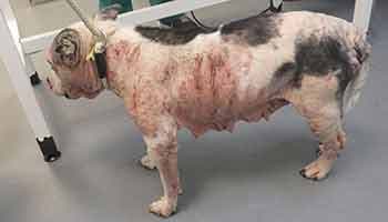 Neglected dog suffered fur loss and bleeding skin