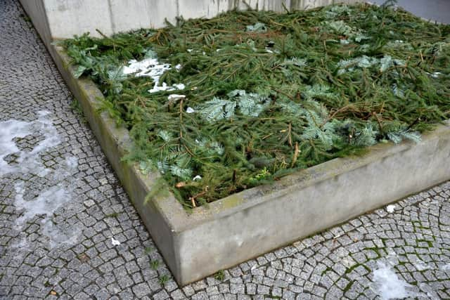 Use Christmas tree branches to protect garden beds (photo: Shutterstock)