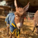 Staff at a farm have been left “devastated” after a baby donkey was stolen from her “distressed” mum in broad daylight. 