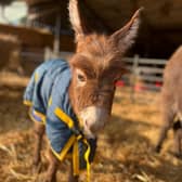 Staff at a farm have been left “devastated” after a baby donkey was stolen from her “distressed” mum in broad daylight. 