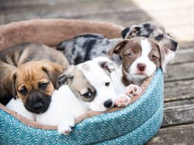 People looking to buy a puppy this Christmas are being warned by councils to make sure they are not buying from irresponsible or criminal sellers (Photo: Shutterstock)