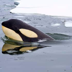 Meltring sea ice is allowing Killer Whales to hunt for longer in Arctic waters (photo: Getty Images)