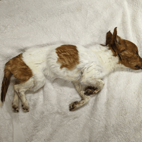 RSPCA has launched an appeal to find the owner of a dog that was found in an emaciated condition on wasteland and later died.