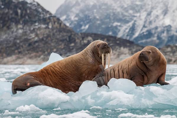 Will you become a walrus detective? (Photo: Shutterstock)