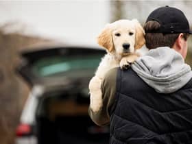 The tougher law should also make it harder for thieves to steal and sell pets (Photo: Shutterstock)