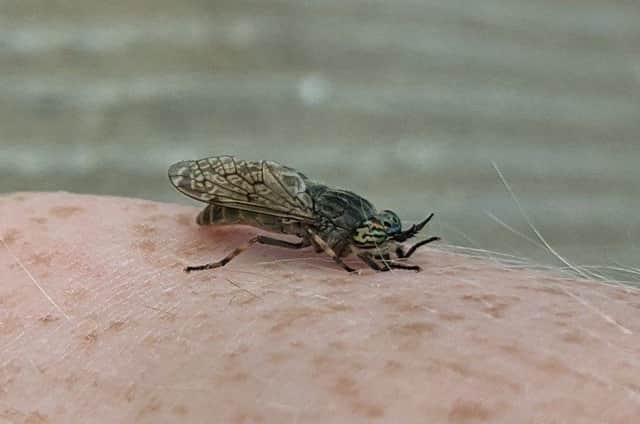 Horseflies are between 1-2.5cm in size (Picture: Twitter/Thomas Farrell)