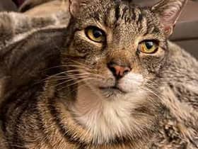 Sidney, a former stray cat, paid it forward by rescuing a poorly stray kitten