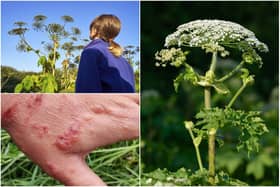 Warnings have been issued over the giant hogweed plant (Photos: Shutterstock)