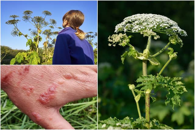 Warnings have been issued over the giant hogweed plant (Photos: Shutterstock)