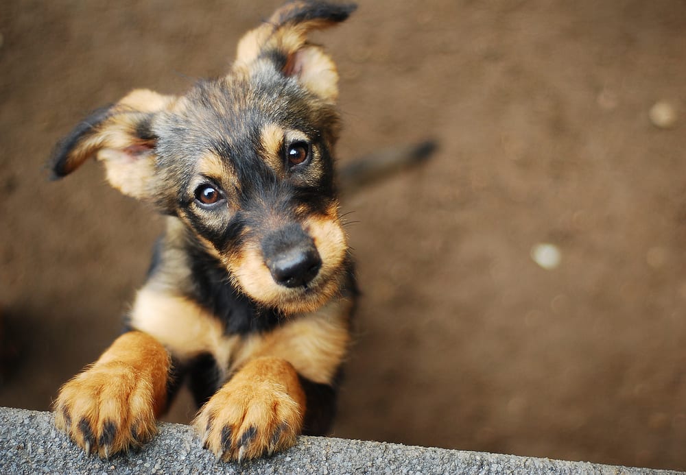 These are the top 10 dog breeds most at risk of being stolen as
