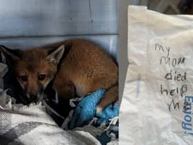 The fox cub was discovered in the village of Langley Moor, Durham in a carrier bag.  Inside there was also a message penned on the back of a paper Greggs bag.