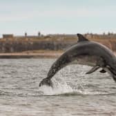 Chanonry Point is a peninsula of land that extends between the Fortrose and Rosemarkie villages on the north side of the Moray Firth, 14 miles East from Inverness. The Scotland Info Guide tells us that “Chanonry Point on the Black Isle is one of the best viewpoints in Scotland to watch Bottlenose Dolphins from the beach.”