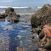 We already knew that Scotland has beautiful beaches, but did you know the country also has magnificent rock pools attached to them?