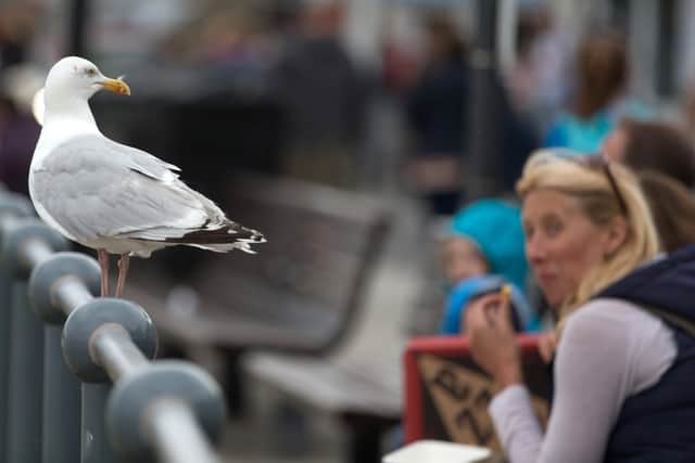 Making eye contact with seagulls can deter them from making swoops at your food. Image: Getty