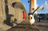 Seagulls are scavenger birds, which makes living in urban areas easier for them. Image: Getty