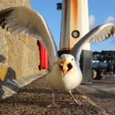 Seagulls are scavenger birds, which makes living in urban areas easier for them. Image: Getty