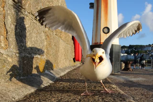 Seagulls are scavenger birds, which makes living in urban areas easier for them. Image: Getty