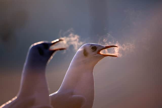 Seagulls have unique adaptations to conserve heat. Image: Getty